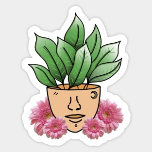 Dumb Cane Tropical House Plant with Pink Gerber Daisys Sticker